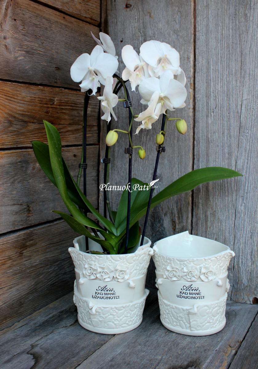 Vazonėlis gėlei ar medeliui