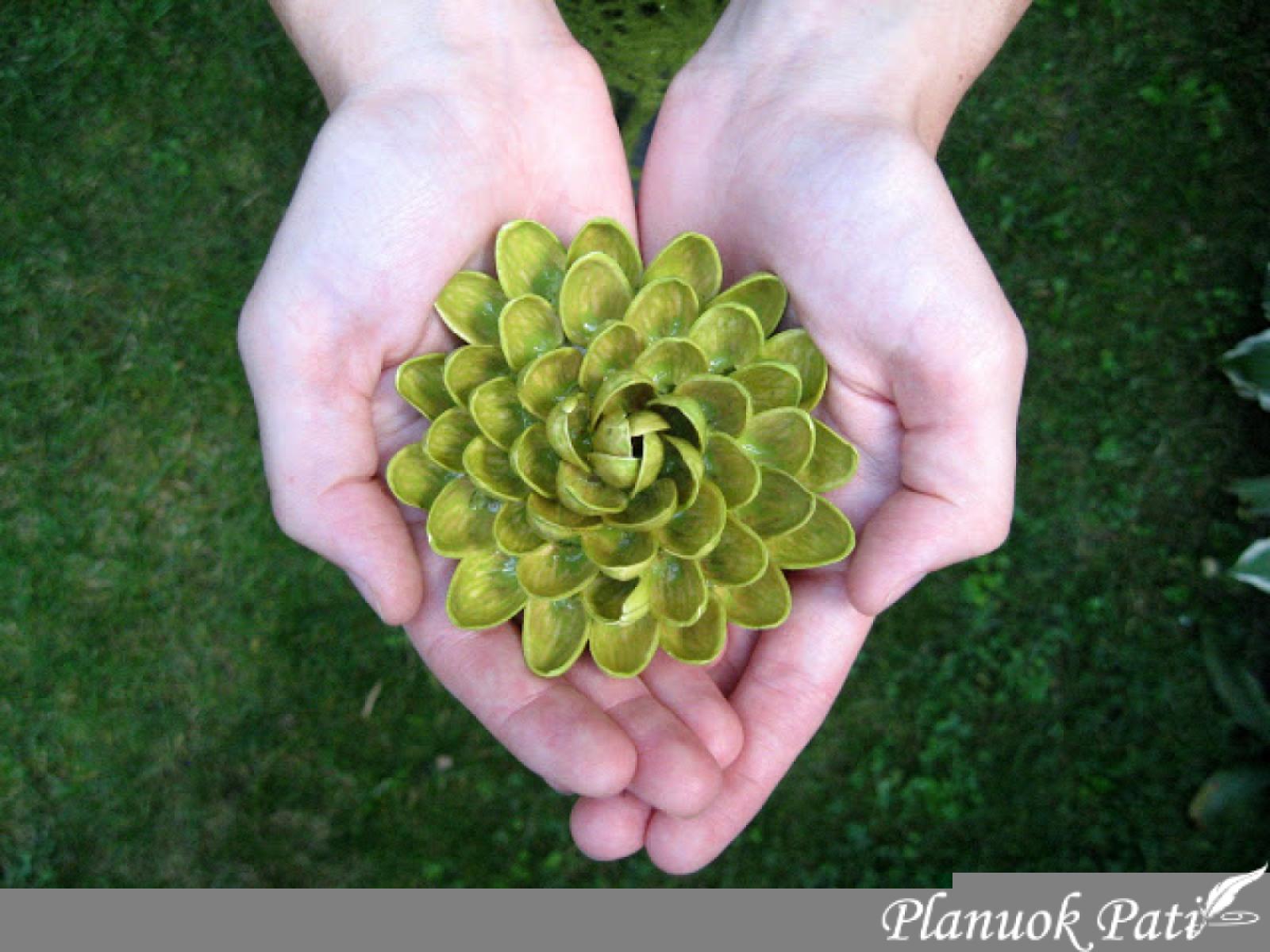 Gėlės iš pistacijų lukštų