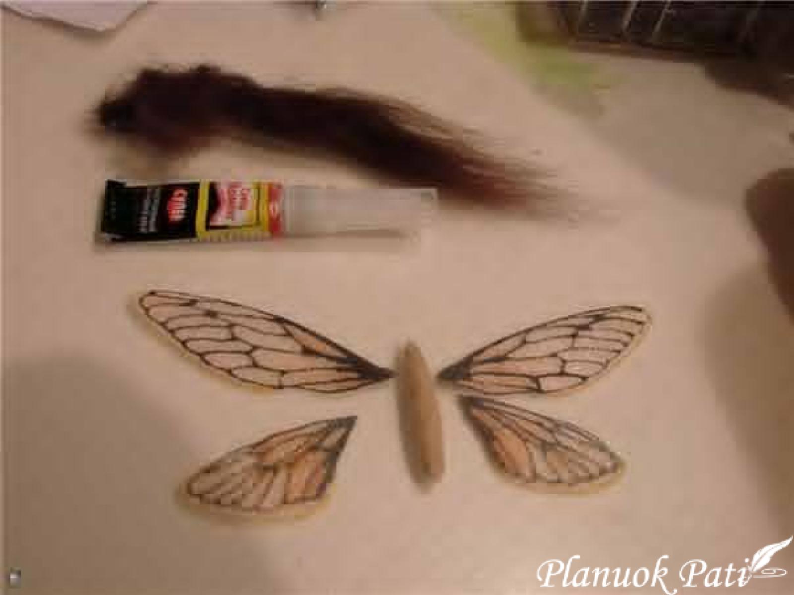 Drugelis iš organzos