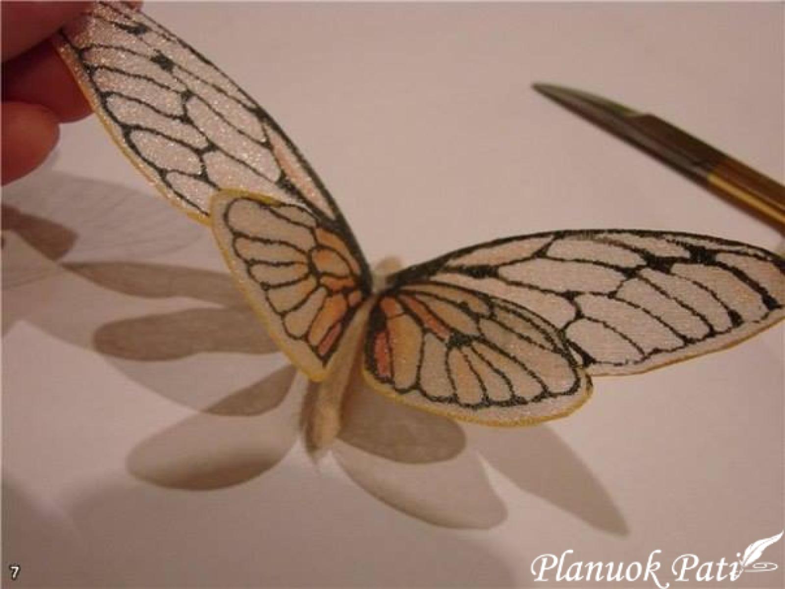 Drugelis iš organzos