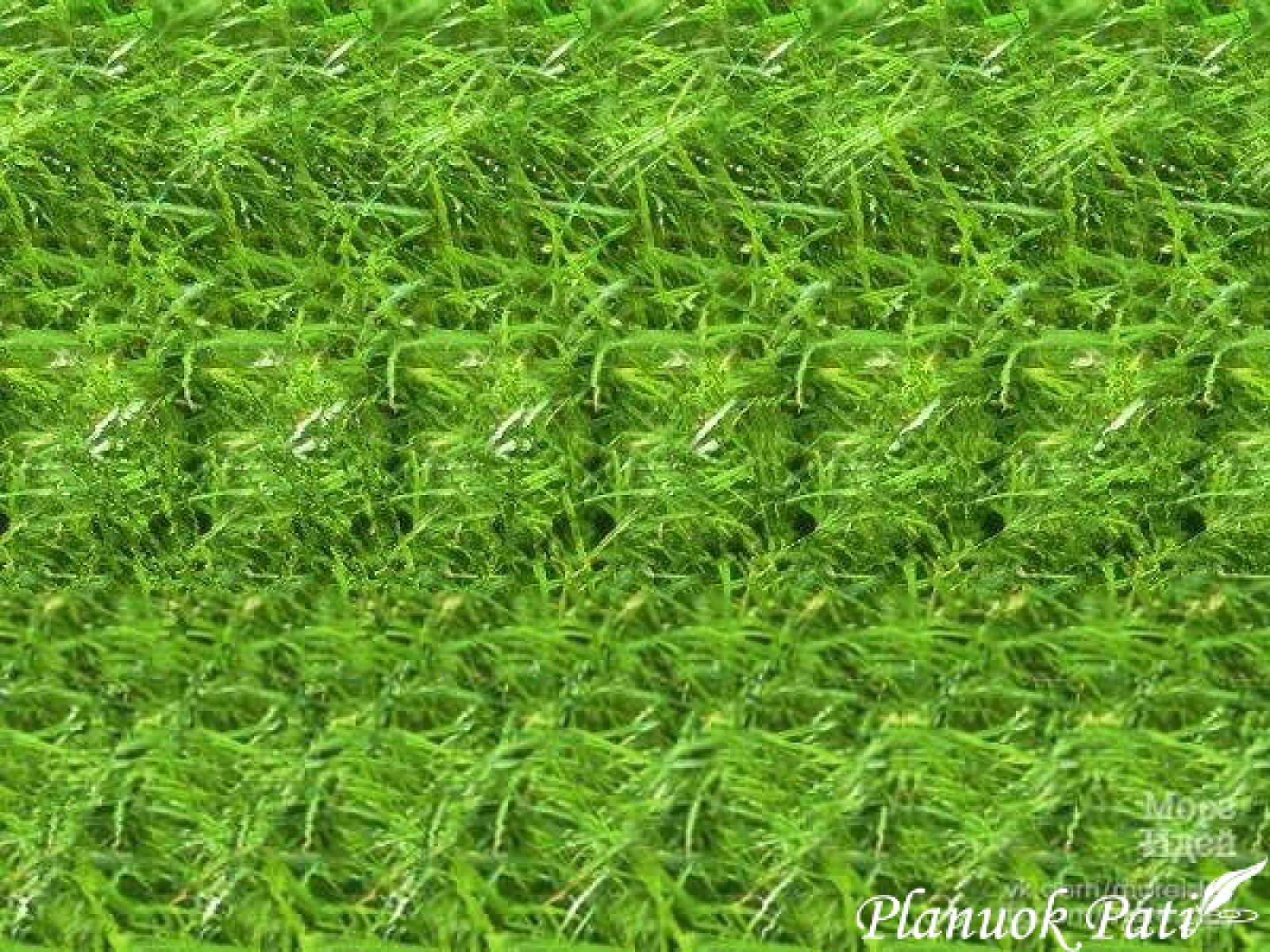 Ar skarbus tavo žvilgsnis