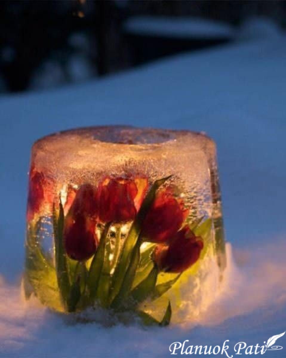 Ledinis užsiėmimas