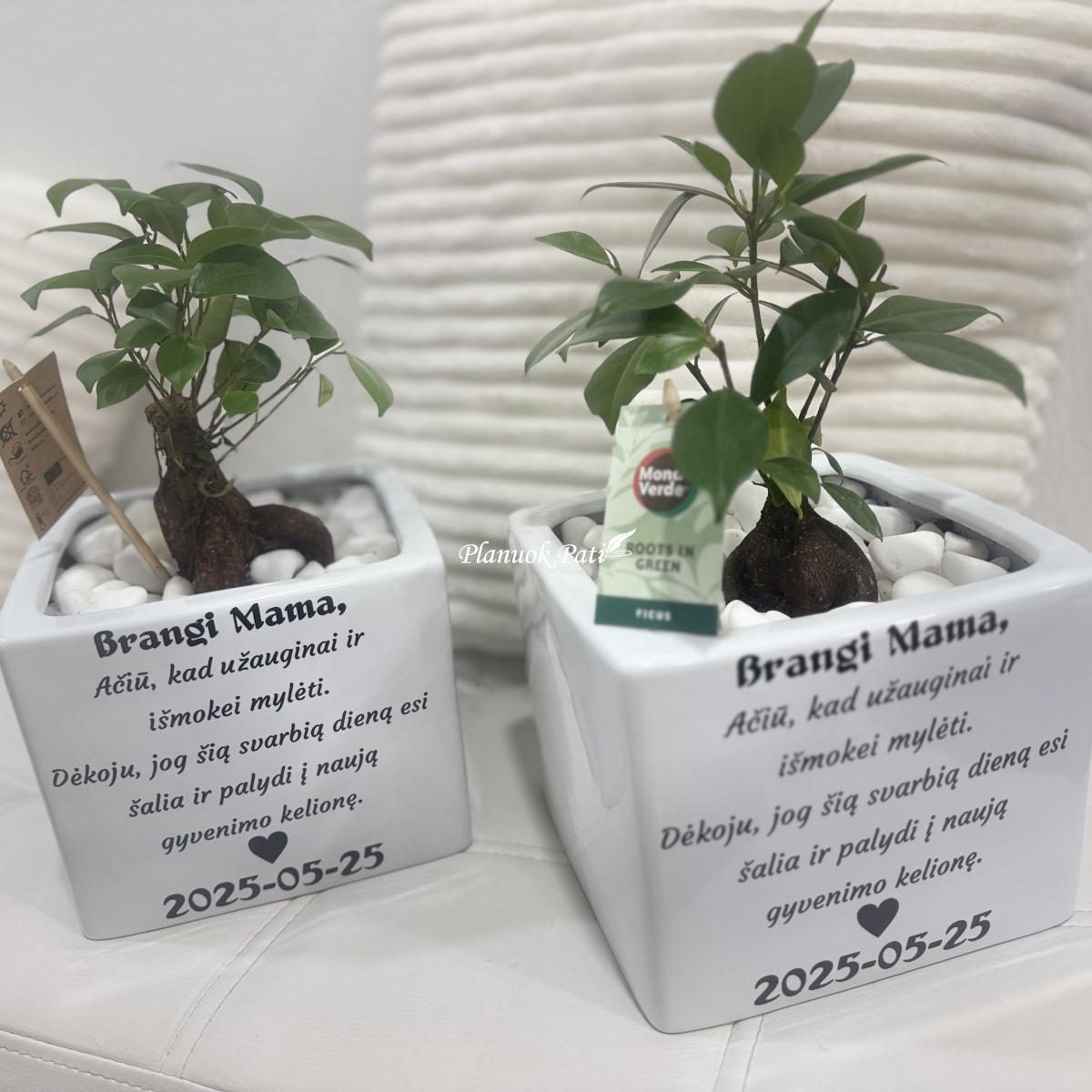 Šeimos medis su vazonėliu