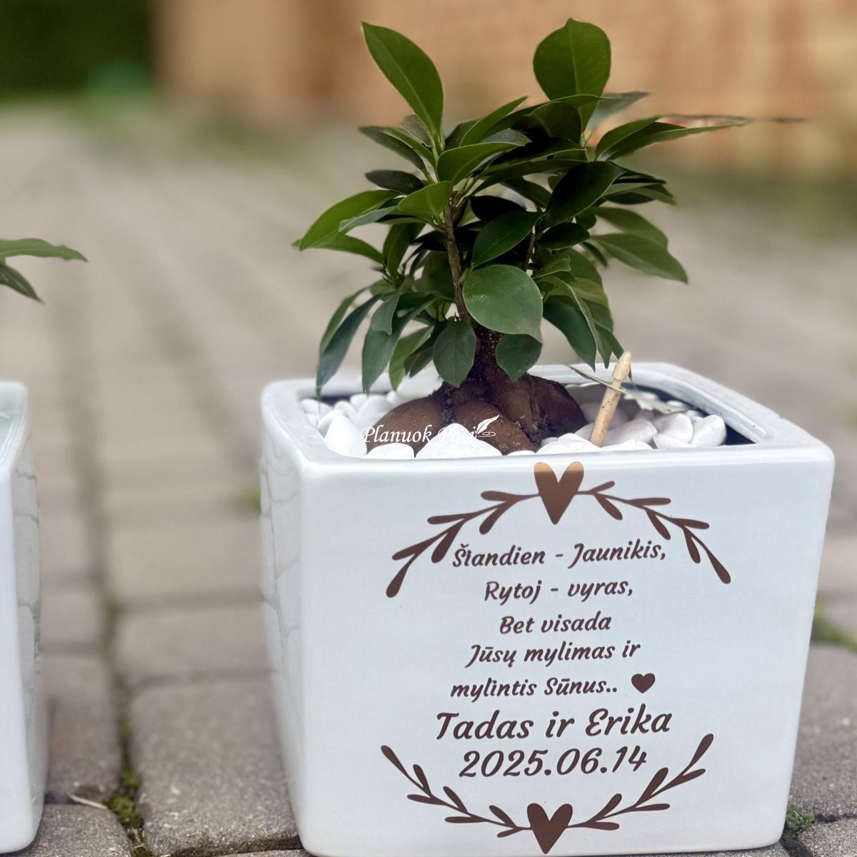 Šeimos medis su vazonėliu