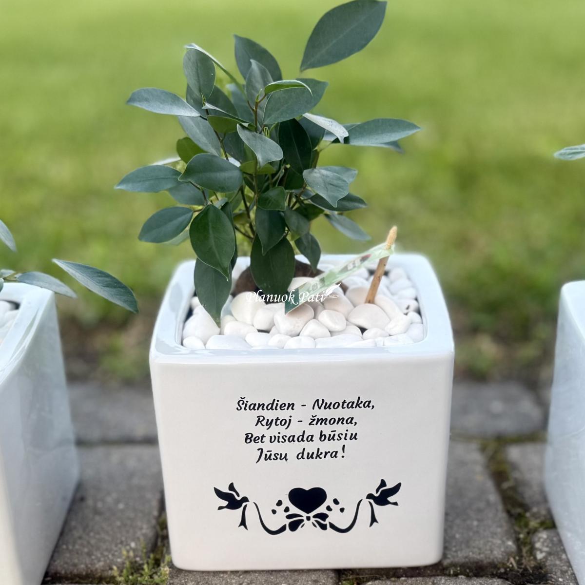 Šeimos medis su vazonėliu