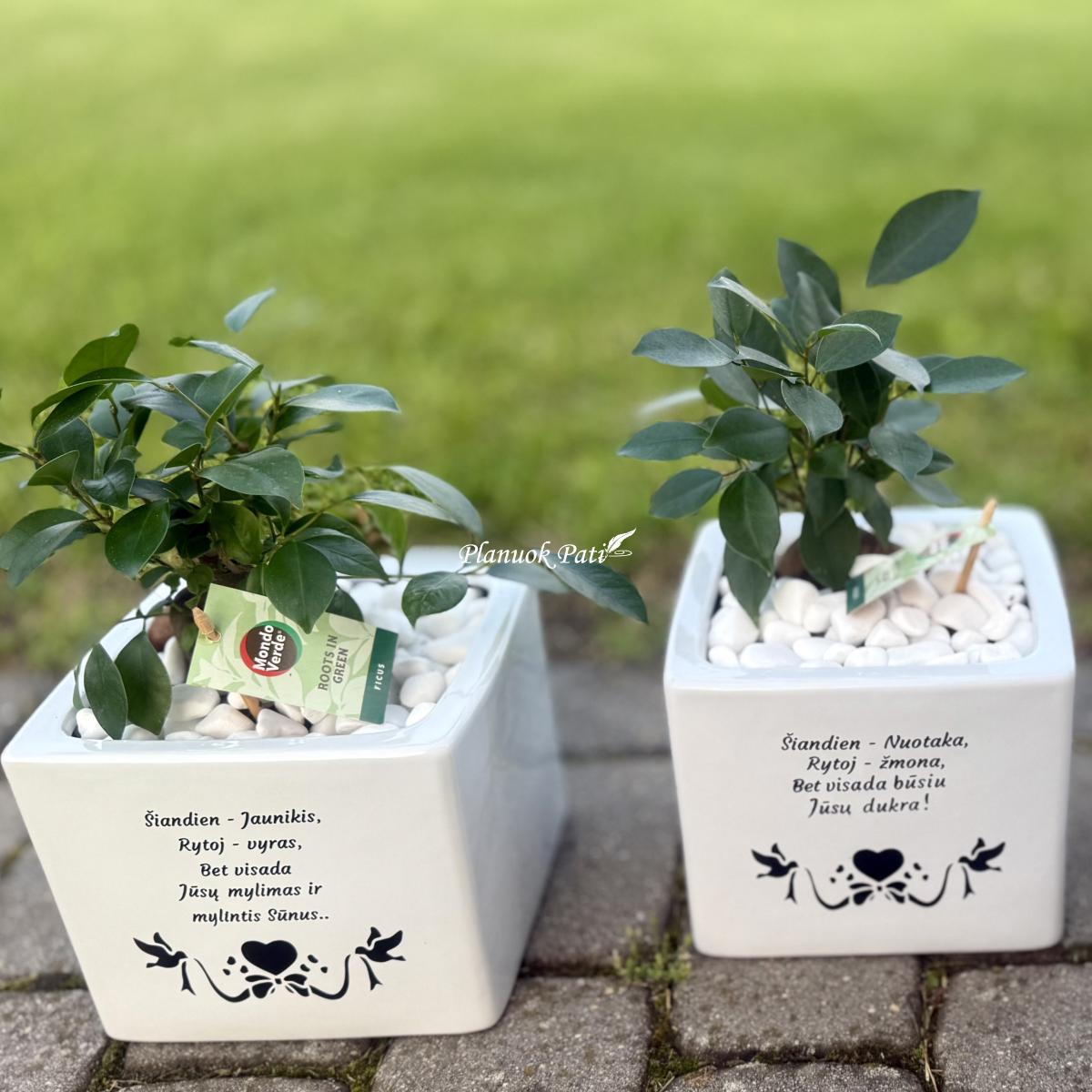 Šeimos medis su vazonėliu