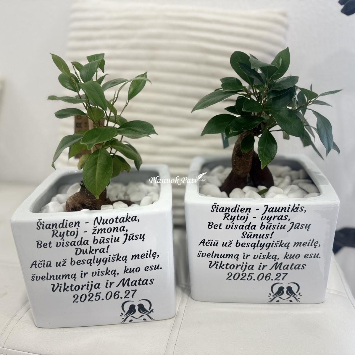 Šeimos medis su vazonėliu