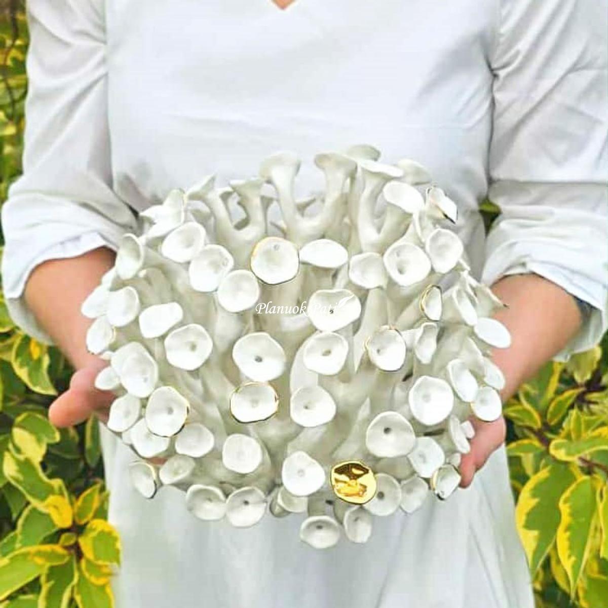 Šeimos židinys - Saulės koralas