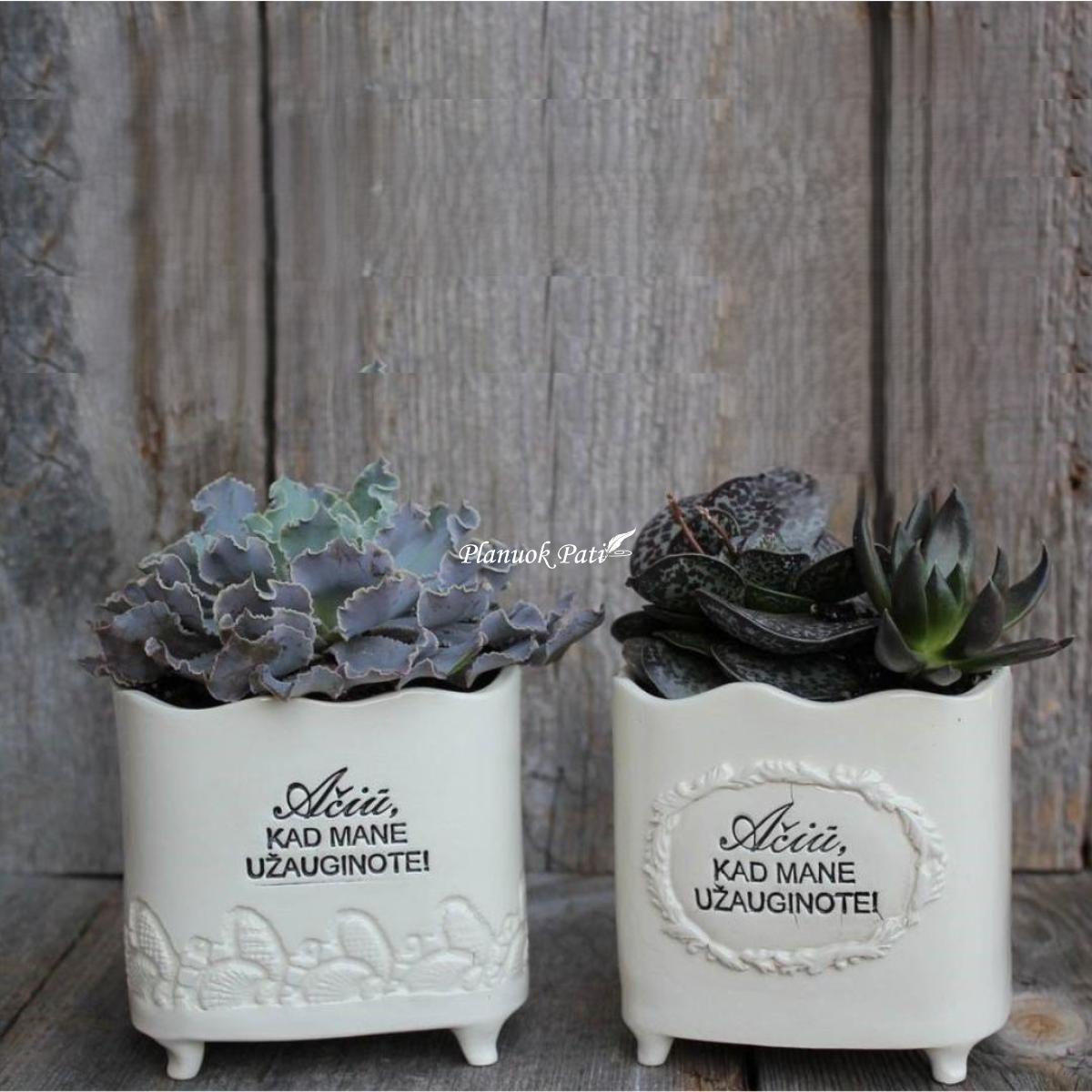 Vazonėlis sukulentams mažas